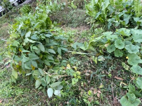 秋の畑その後 | 花咲実る